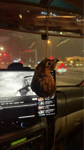 للبيع ميداليه راس طير محنط