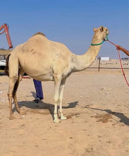 متلي ثنو 