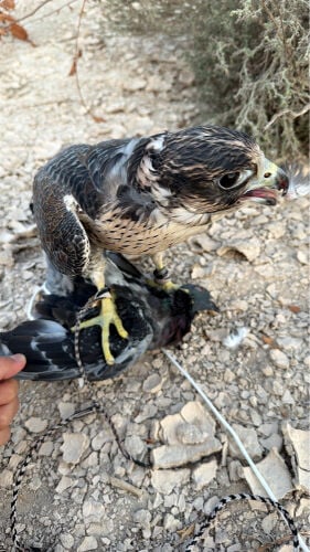 جير تبع 