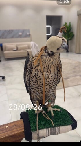 جير تبع 