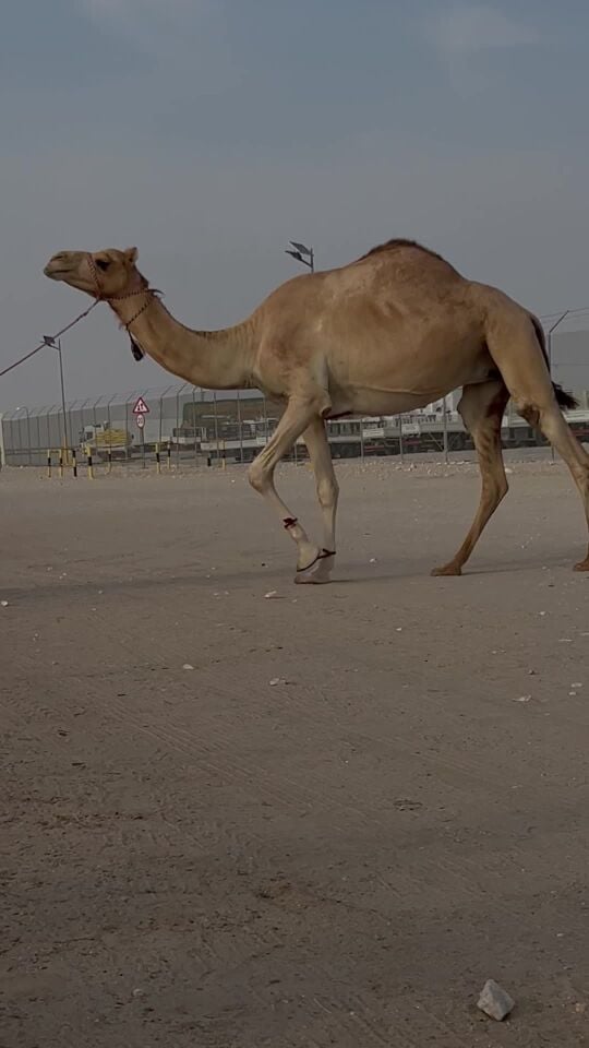 للبيع مدني مهجنه 