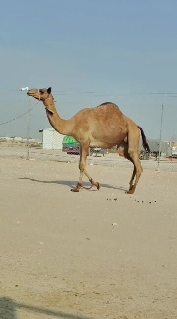 للبيع شاهنيه مدني 