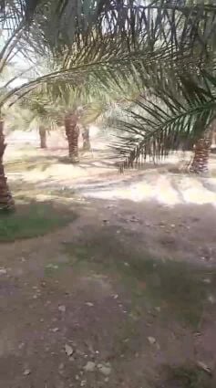 توريد وتركيب جميع انواع النخل
