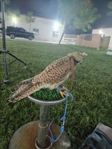 للبيع شرياس