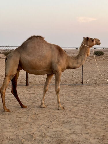 متلي