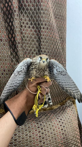 شرايص طرح قطر 