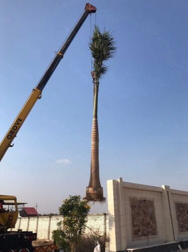 خدمات نقل وزراعة لكل الاشجار