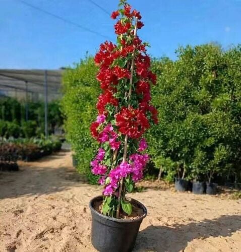 مزارع توريد وزراعة وصيانه شهريه