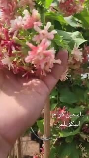 مزارع توريد جميع انواع الزراعة وم