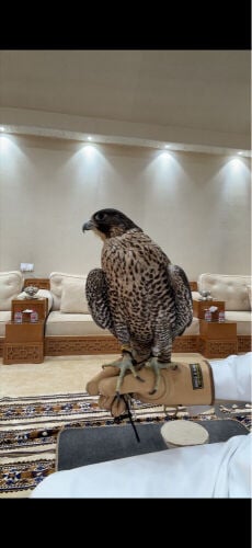 جير شاهين بكر 