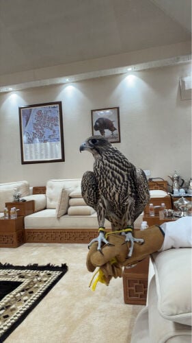 جير تبع فرخ