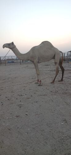 سودانية