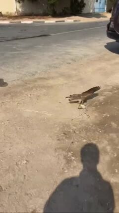 شرياس للبيع 