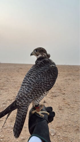 جير تبع 