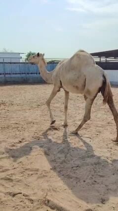 للبيع مدني على الهدهد بعير المسند