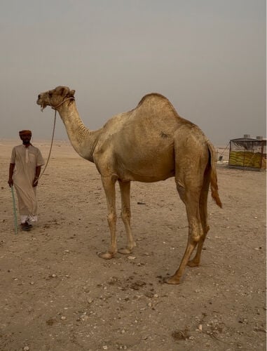 فحل مهجن 