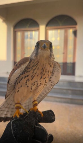 للبيع حط سعرك سرياج