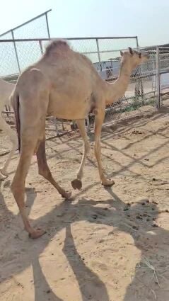 للبيع عجم مهجنه جاهزه للظراب