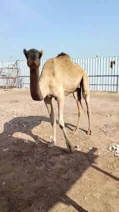 للبيع ناقه مهجنه جاهزه للظراب 