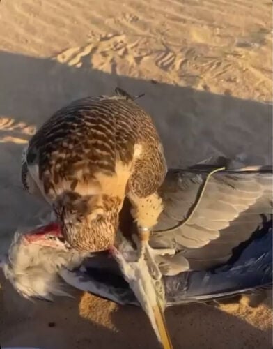 جير بريرا
