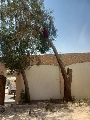 نقوم بتقطيع الاشجار والنخيل