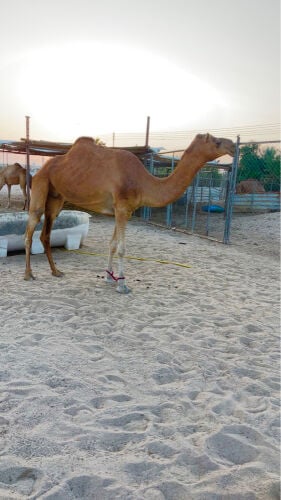 باطنيه 