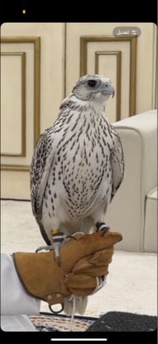محمد