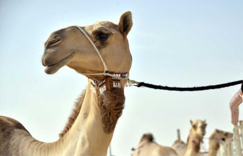 مزاين