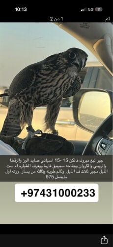 جير تبع
