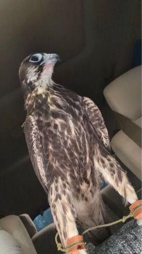 وكري قطعه صعبه الطير فرخ السنه 