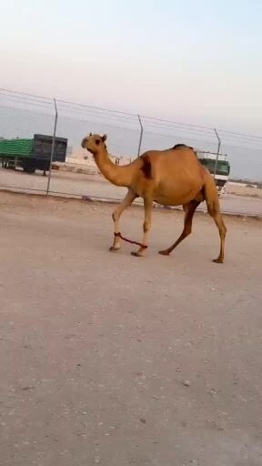 مدنيه عمانيه
