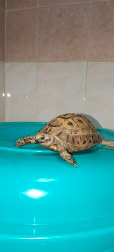 Greek Turtles