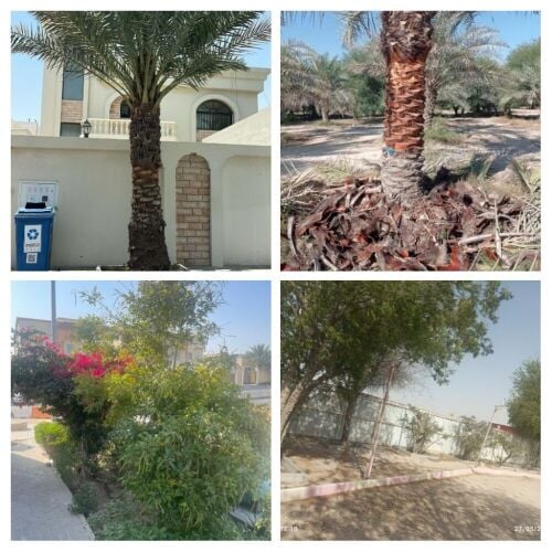 قطع الاشجار ونقل النخيل وزراعته