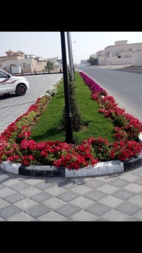 منسق وزراعه ارقى الورود