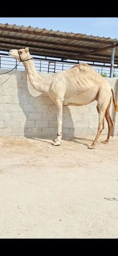 سودانيه مدني