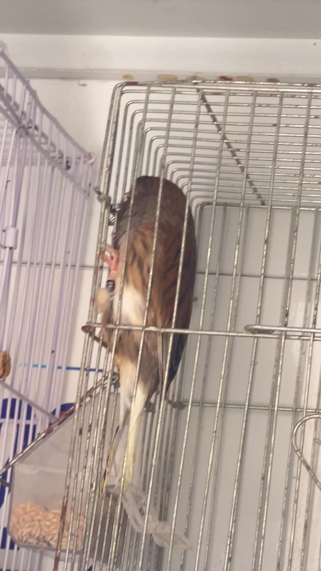 canary male glostor 