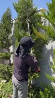 قص وجز العشب الاشجار