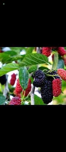 زراعه الحدائق والعنايه