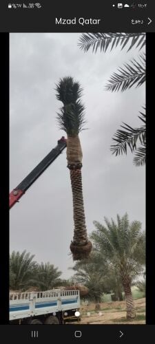 خدمات نقل وزراعة لكل الاشجار