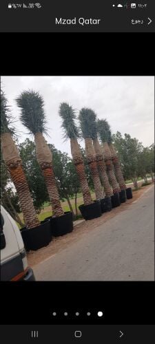توريد وتركيب جميع انواع النخل