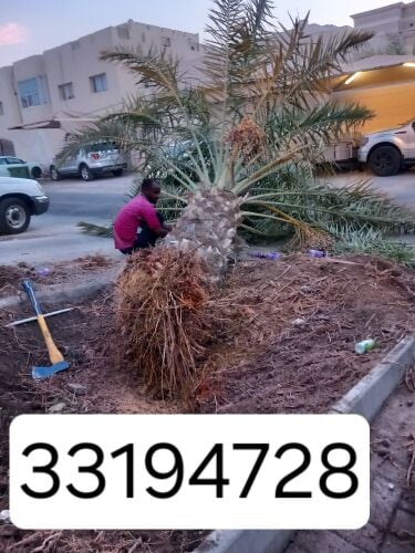 نقوم بتقطيع الاشجار والنخيل