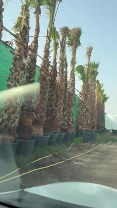 توريد وتركيب نخل وشنطونيان