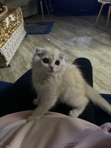 قطه للبيع واتس 77424197