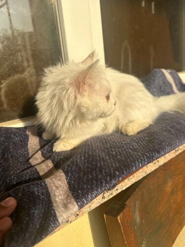 Persian female 