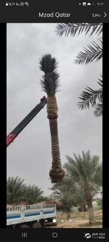 خدمات نقل وزراعة لكل الاشجار