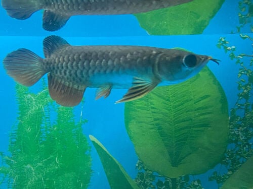 Arowana RTG with the certificate 