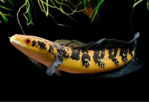 Chanda Yellow Marulioides 30cm
