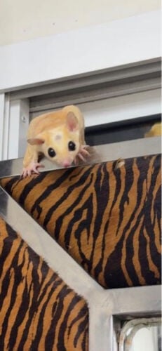 sugar glider