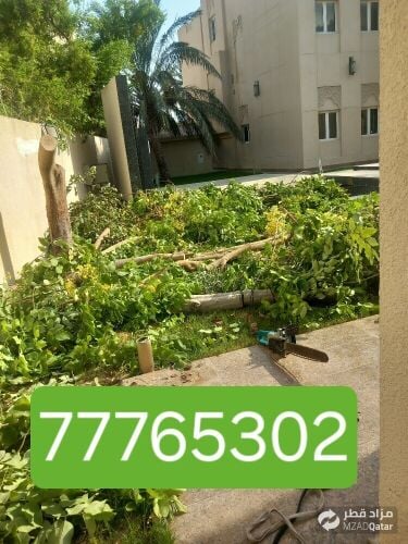 نقوم بتقطيع الاشجار والنخيل