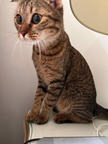 Scottish Fold Cat